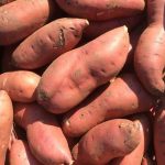 Благ компир