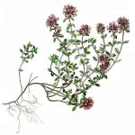 Мајчина душица