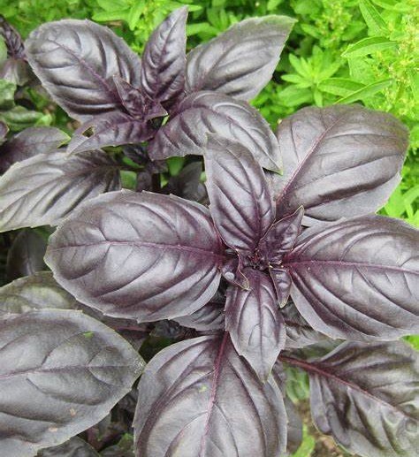 Црвен босилек