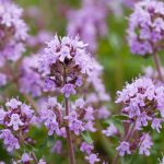 Мајчина душица