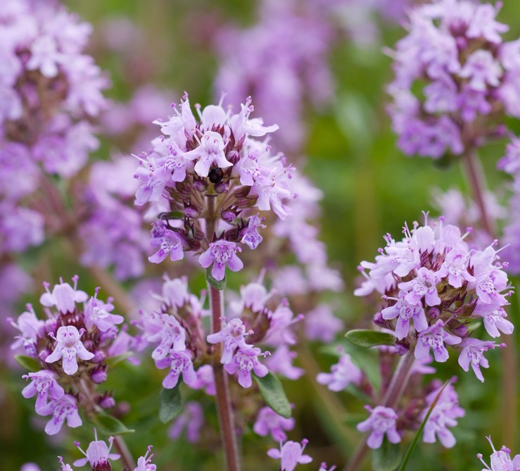 Мајчина душица